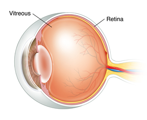 Three-quarter view cross section of eye showing vitreous.